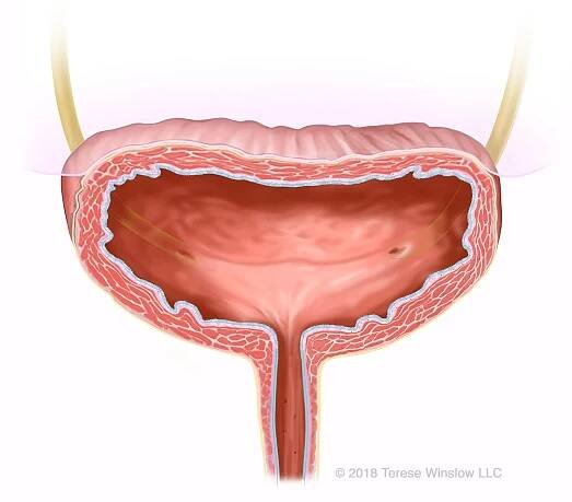 Urogenital — Terese Winslow LLC, Medical and Scientific Illustration