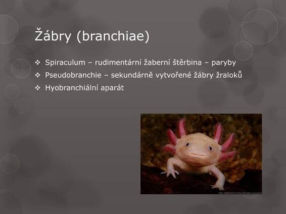 PPT - Obratlovci PowerPoint Presentation, free download - ID:2390242