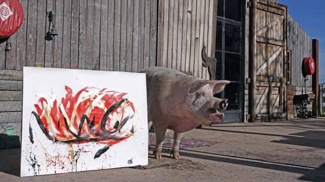 Prasečí malířka Pigcasso se dožila osmi let.