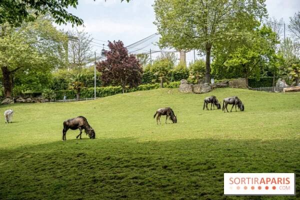 Zoo de Beauval 