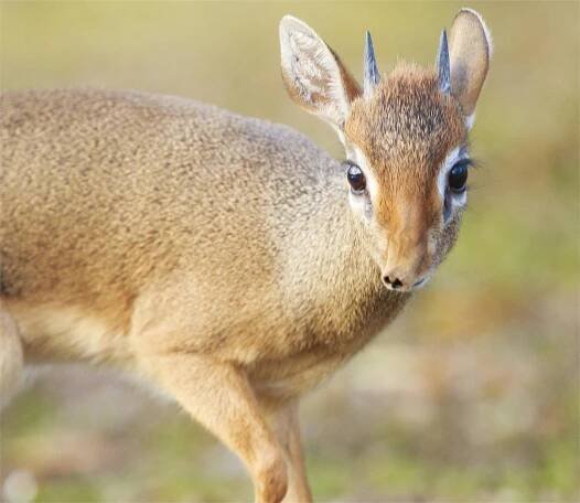 32-facts-about-dikdik
