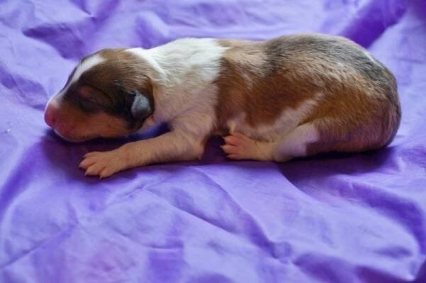 Arwen