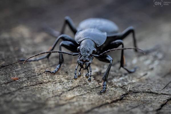 Střevlík kožitý (Carabus coriaceus)