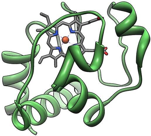 Cytochróm c