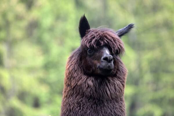 Lama alpaka | Zoo Olomouc - Svatý Kopeček