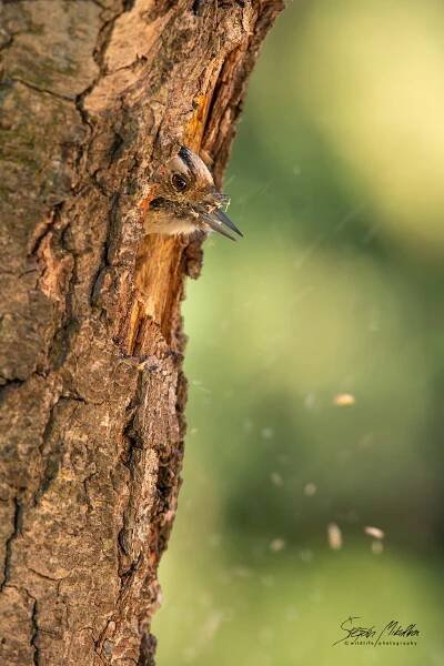 Šplhavci | Štěpán Mikulka | Wildlife fotograf