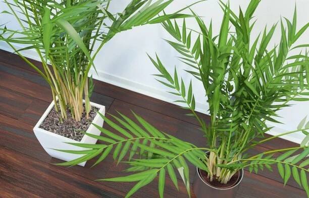 Jak Areca správně transplantovat?