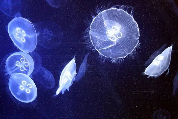 Scyphozoa (medúzovci) | BioLib.cz