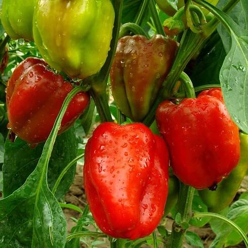 Osivo papriky – Paprika Bendigo F1 – Capsicum annuum