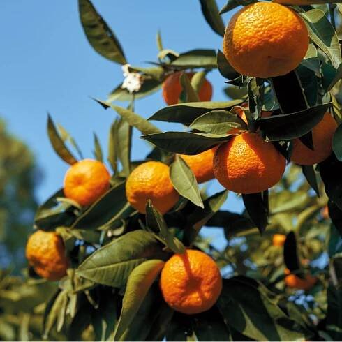 MANDARIN TERPENS