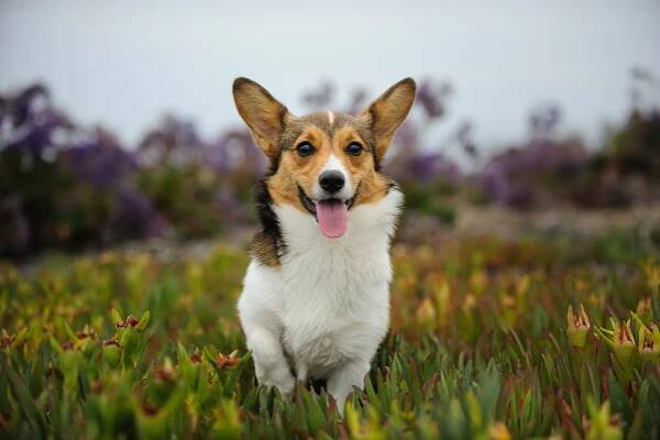 Velškorgi - pembroke Dogs Informace - velikost, povaha, délka života & cena | iFauna