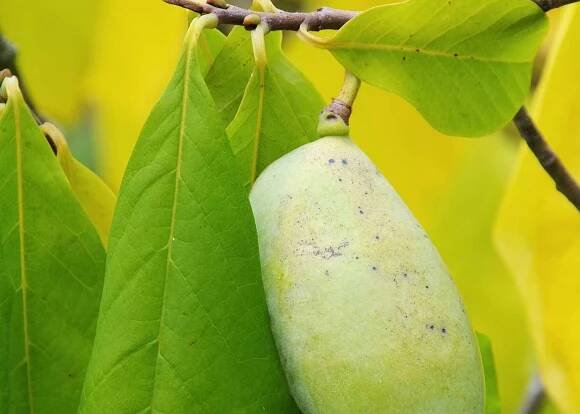 pawpaw