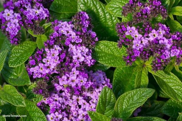 Garden heliotrope (Heliotropium arborescens)