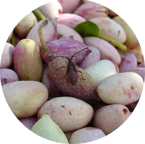 pistacchio biologico