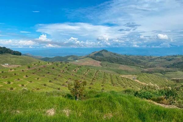 Agribusiness in Valle del Cauca - Invest Pacific