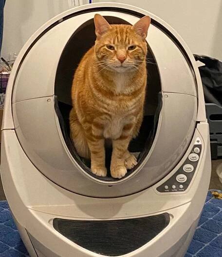 litter robot 3 connect