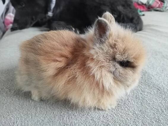 VRH L2 :: Hobby chov zakrslých králíčků u Doodla2
