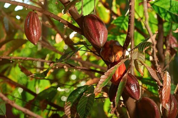 Cacao farm