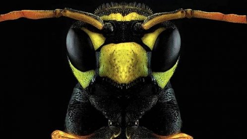 Nech brouka žít… Hmyz může cítit bolest, upozorňují vědci