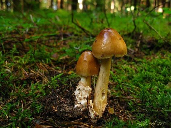 Muchomůrka ryšavá - Amanita fulva - Kudluv fotoatlas hubKudluv fotoatlas hub