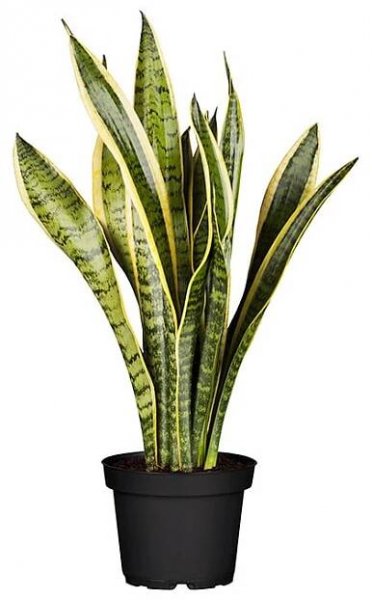 Piardino Sanseviera Tenura Sansevieria trifasciata; velikost květináče: 12 cm