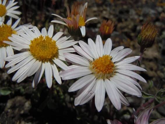 Showy Townsend Daisy