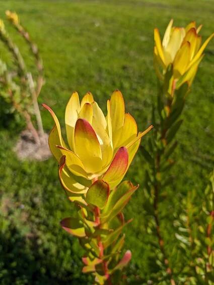 LEUCADENDRON salignum x laureolum Jester