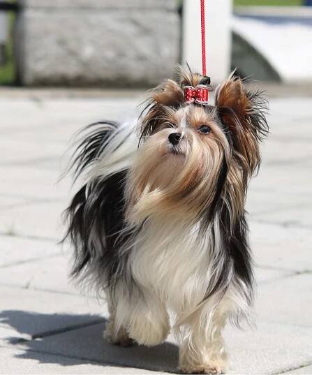 Soubor:Biewer yorkshire terrier.jpg – Wikipedie