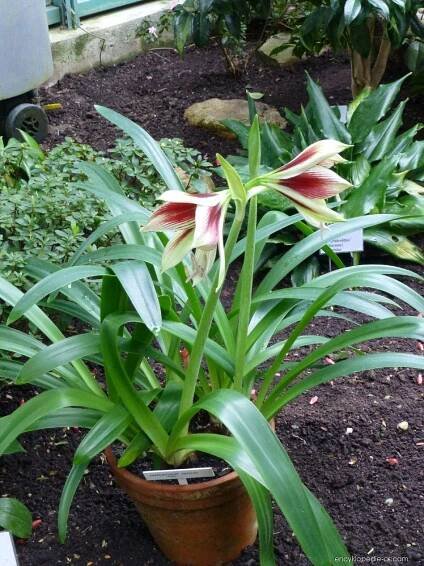 Hvězdník - Hippeastrum papilio