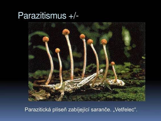 PPT - Altruismus u zvířat PowerPoint Presentation, free download - ID:4374452