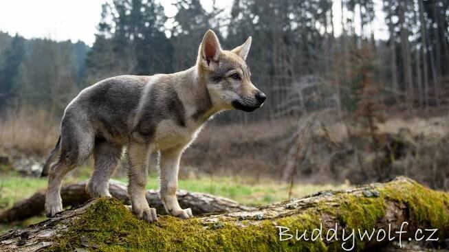 A Buddywolf - Buddywolf