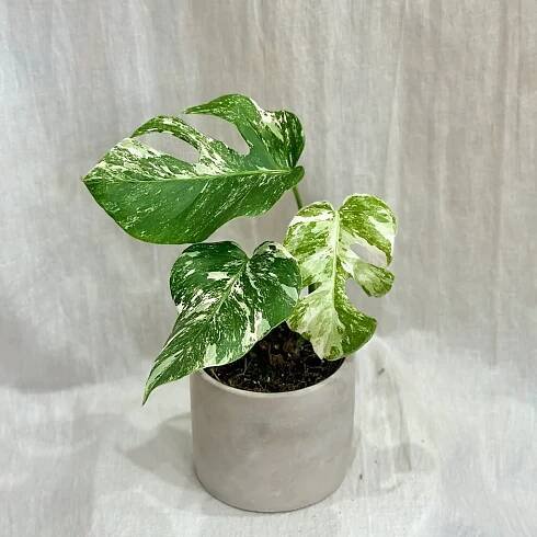 monstera deliciosa albo variegata panasovana monstera biela vzacna izbova rastlina