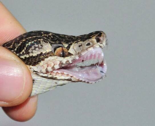 Psohlavec orinocký (Corallus hortulanus)