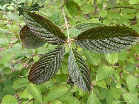 Kalina Sieboldova - větévka s listy (Viburnum sieboldii), listy