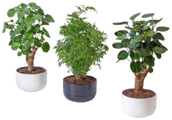 POLYSCIAS rostlina v květináči, bonsaj/různé barvy, 14 cm - IKEA