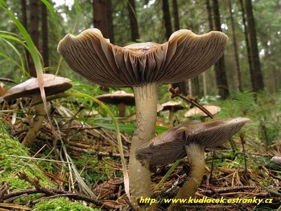 Límcovka očesaná - Stropharia hornemannii - Kudluv fotoatlas hub