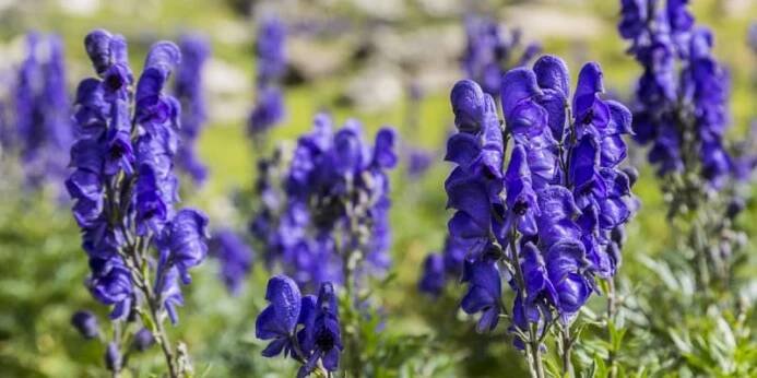 Oměj šalamounek (Aconitum napellus) patří mezi nejjedovatější rostliny.