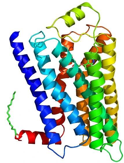 Soubor:Beta-2 adrenergic receptor.png – Wikipedie