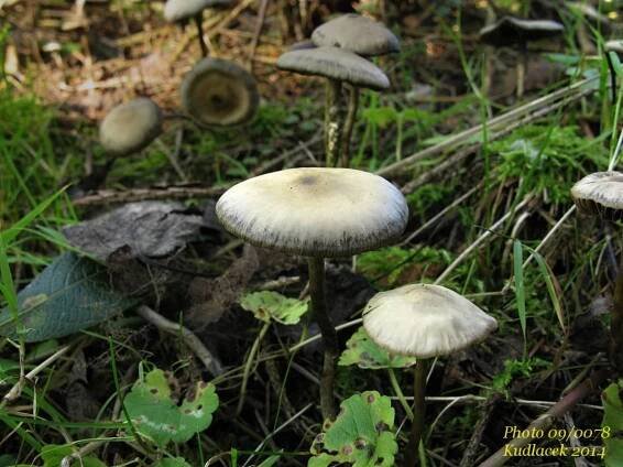 Lysohlávka tajemná česká - Psilocybe serbica var. bohemica - Kudluv fotoatlas hubKudluv fotoatlas hub