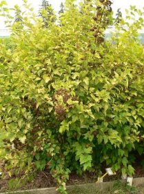 Forum / Obrázek : Tavola kalinolistá (Physocarpus opulifolius)