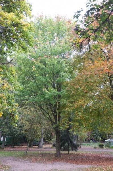 Acer rubrum 'Tilford'
