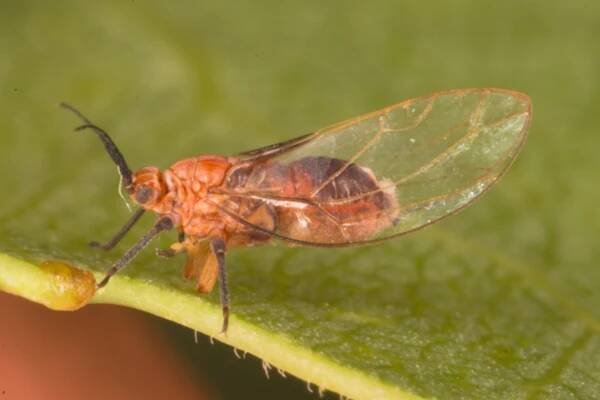 Jumping plant lice (Hemiptera, Psylloidea) of Bulgaria – an annotated checklist
