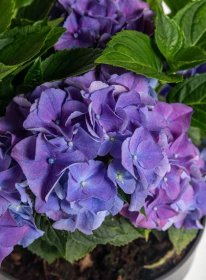 Hortenzie velkolistá, Hydrangea macrophylla, modrá, skladem | ZAZUMi.cz