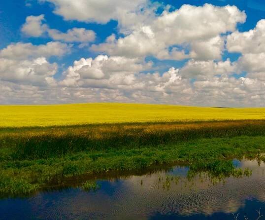 Canola fields in Southern saskatchewan, best family attractions in regina Things to do in Regina Saskatchewan