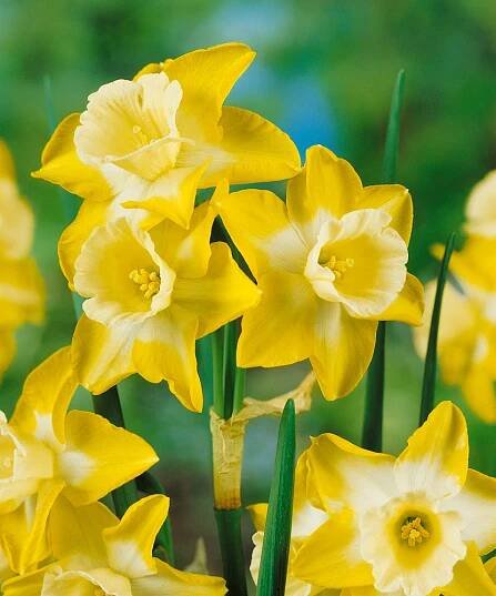 Narcis ´Hillstar´, bal. 5 ks, 12,+