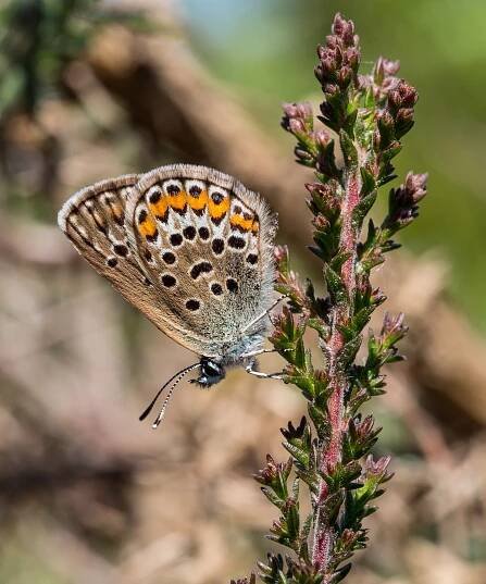 Silver-studded Blue (female)