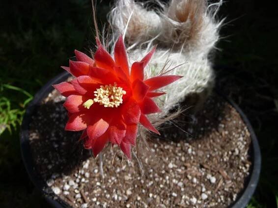 Cactus Varieties | Makawao HI | Rainbow Acres Cactus-Succulent Nursery 