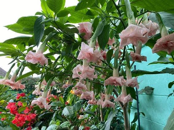 Leto | Brugmansia