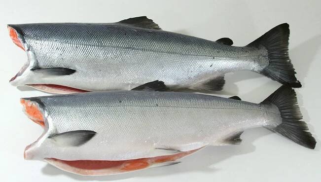 Wholesale — Seafood Producers Cooperative