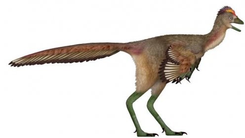 Malý dinosaurus měl podivně dlouhé nohy a některé znaky ptáků.